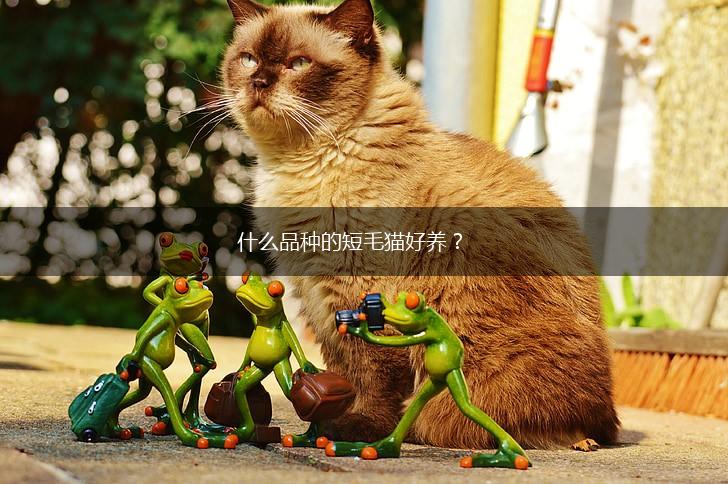 什么品种的短毛猫好养？,第1张