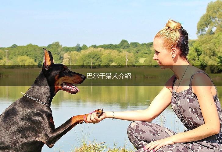 巴尔干猎犬介绍,第1张