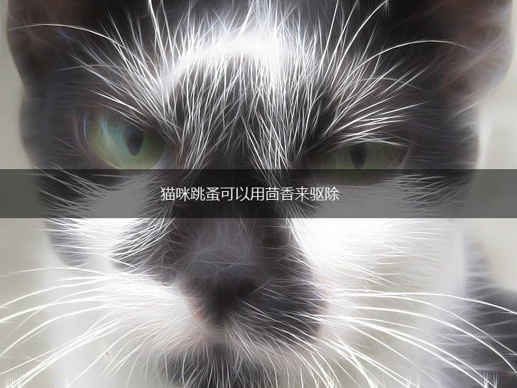 猫咪跳蚤可以用茴香来驱除,第1张 猫咪跳蚤可以用茴香来驱除,第1张