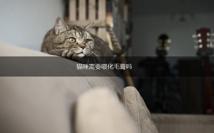 猫咪需要喂化毛膏吗,第1张 猫咪需要喂化毛膏吗,第1张
