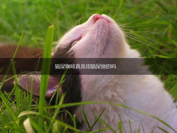 猫屎咖啡真是用猫屎做的吗,第1张 猫屎咖啡真是用猫屎做的吗,第1张