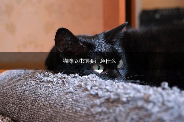 猫咪驱虫前要注意什么,第1张 猫咪驱虫前要注意什么,第1张