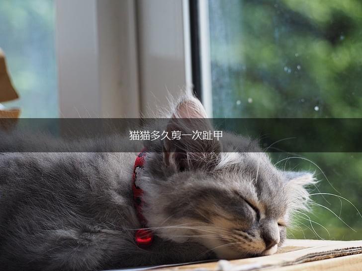 猫猫多久剪一次趾甲,第1张 猫猫多久剪一次趾甲,第1张