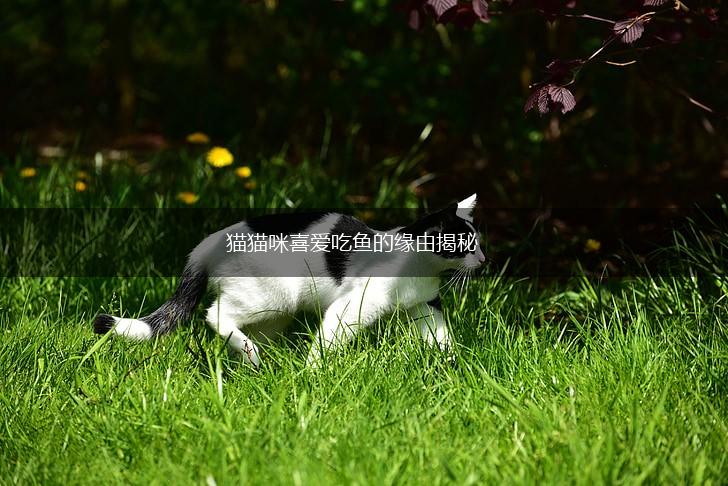 猫猫咪喜爱吃鱼的缘由揭秘,第1张 猫猫咪喜爱吃鱼的缘由揭秘,第1张