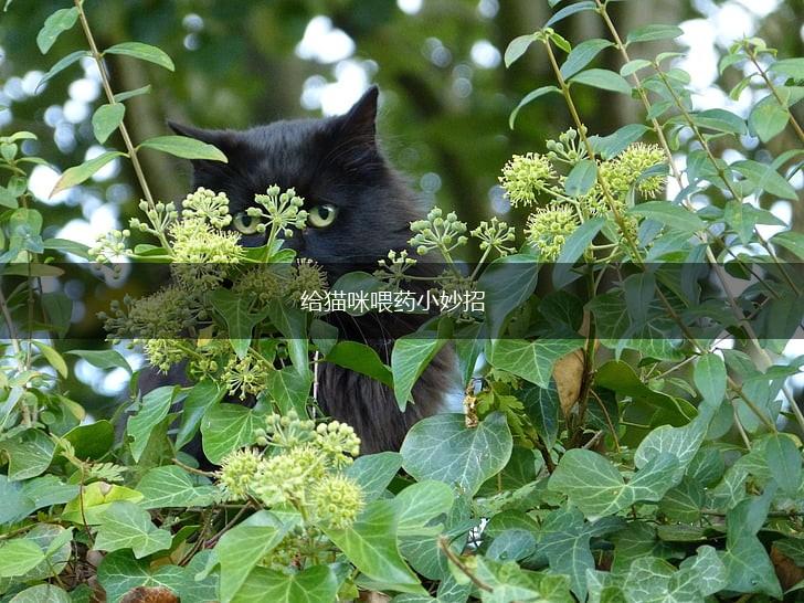 给猫咪喂药小妙招,第1张