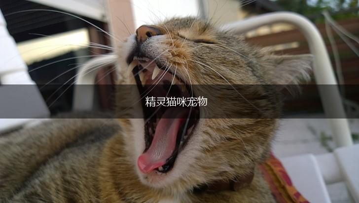 精灵猫咪宠物,第1张 精灵猫咪宠物,第1张