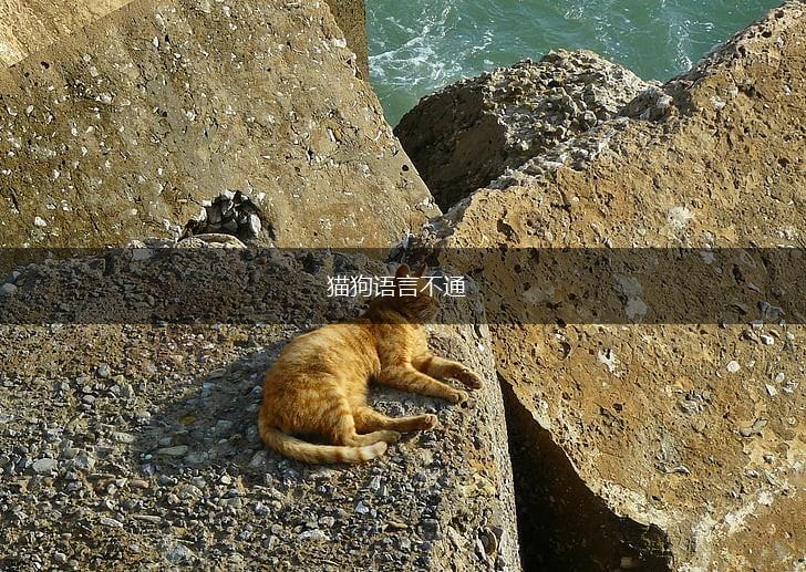 猫狗语言不通,第1张