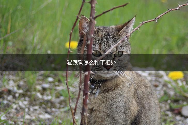 猫跟狗怎么和平相处,第1张