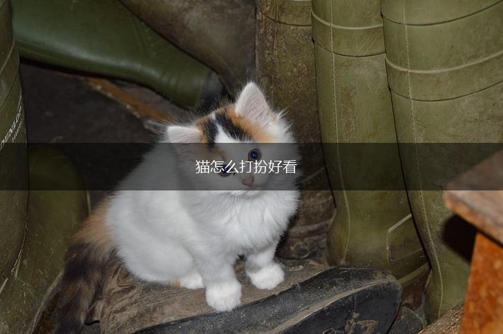 猫怎么打扮好看,第1张 猫怎么打扮好看,第1张