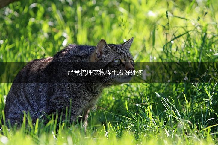 经常梳理宠物猫毛发好处多,第1张