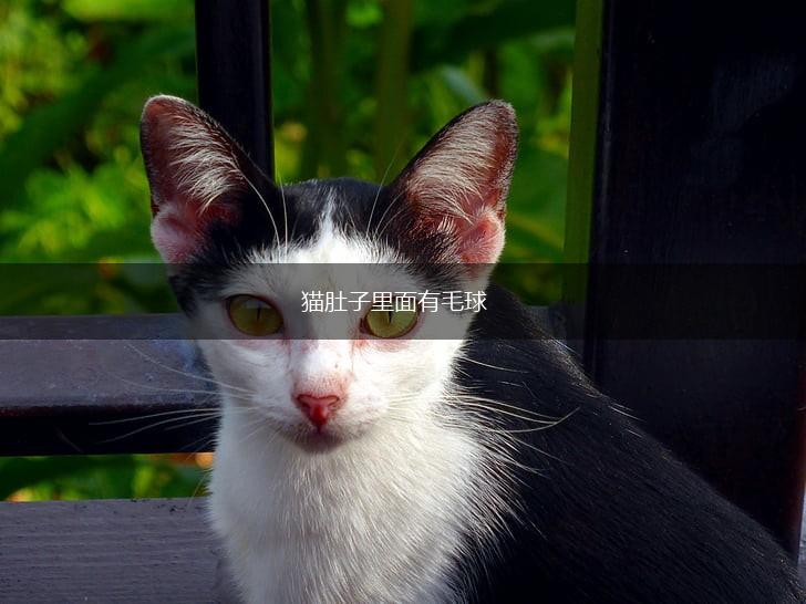 猫肚子里面有毛球,第1张 猫肚子里面有毛球,第1张