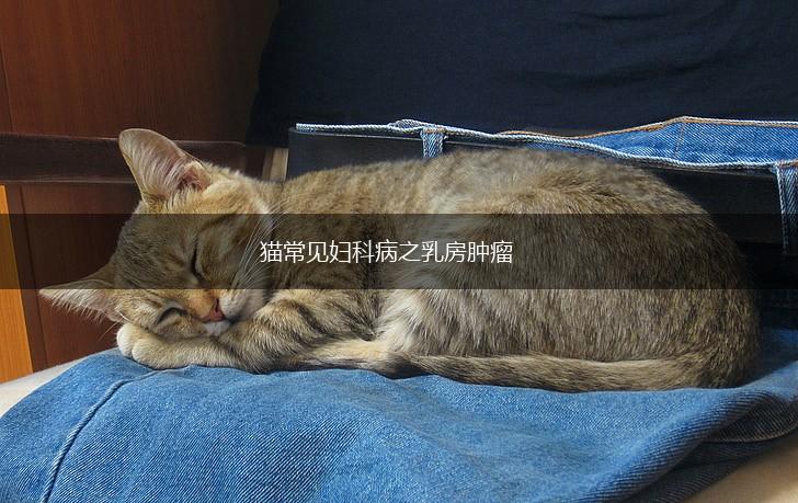 猫常见妇科病之乳房肿瘤,第1张 猫常见妇科病之乳房肿瘤,第1张