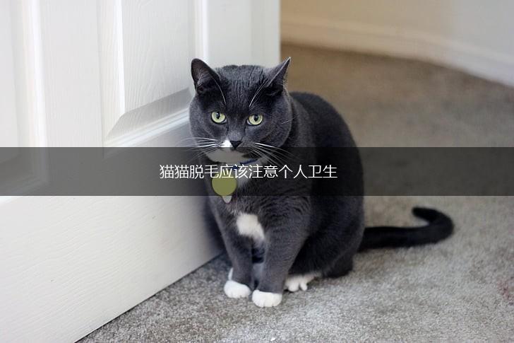 猫猫脱毛应该注意个人卫生,第1张 猫猫脱毛应该注意个人卫生,第1张