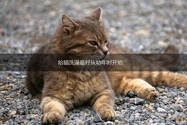 给猫洗澡最好从幼年时开始,第1张 给猫洗澡最好从幼年时开始,第1张