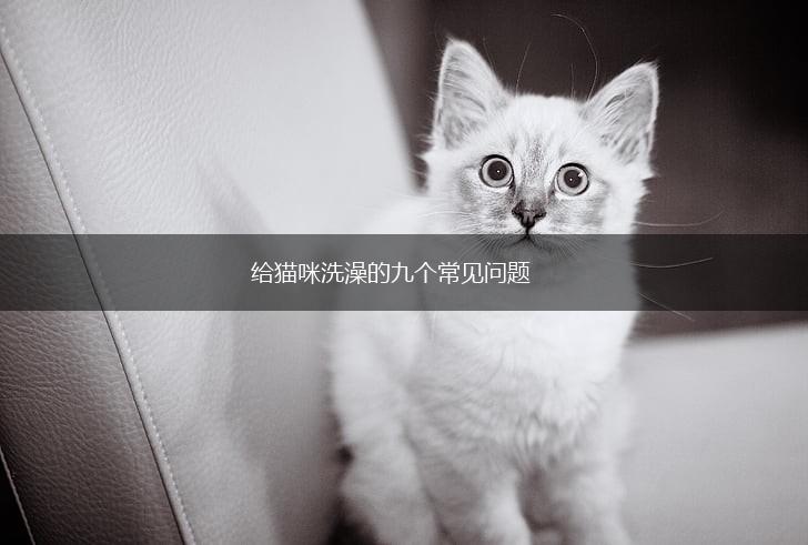 给猫咪洗澡的九个常见问题,第1张 给猫咪洗澡的九个常见问题,第1张
