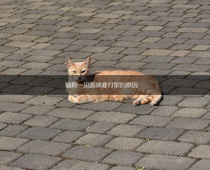 猫狗一见面就要打架的原因,第1张 猫狗一见面就要打架的原因,第1张