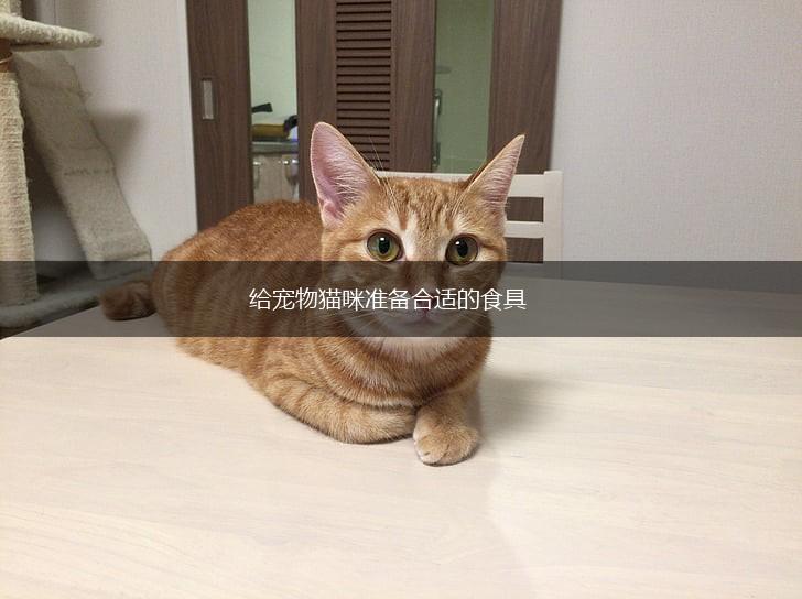 给宠物猫咪准备合适的食具,第1张