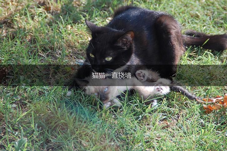 猫猫一直挠墙,第1张