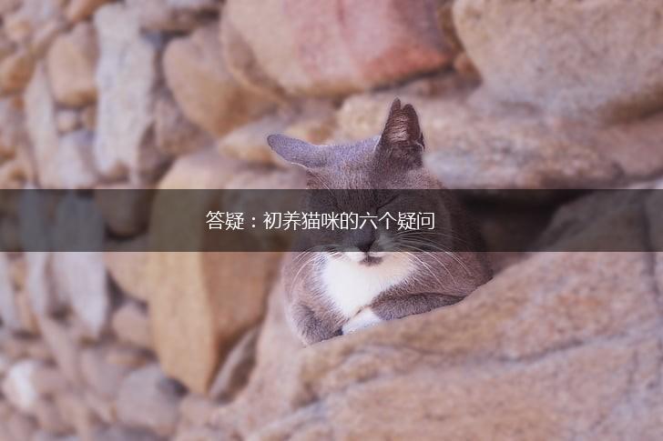 答疑：初养猫咪的六个疑问,第1张