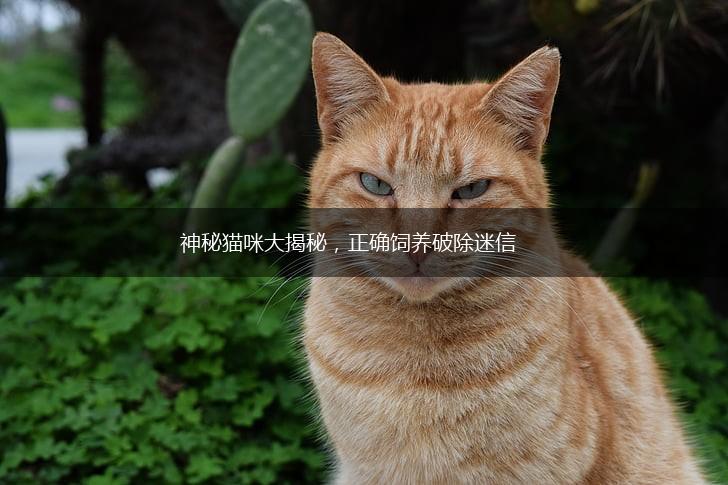 神秘猫咪大揭秘,正确饲养破除迷信,第1张 神秘猫咪大揭秘,正确饲养破除迷信,第1张