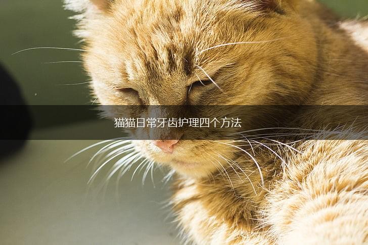 猫猫日常牙齿护理四个方法,第1张 猫猫日常牙齿护理四个方法,第1张
