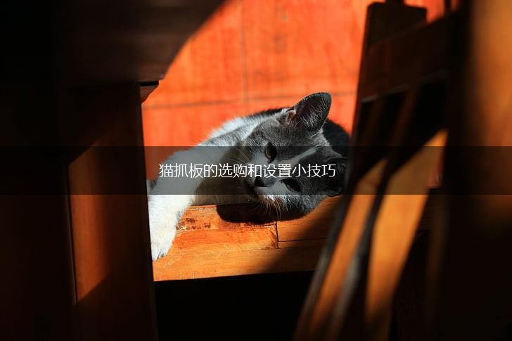 猫抓板的选购和设置小技巧,第1张 猫抓板的选购和设置小技巧,第1张