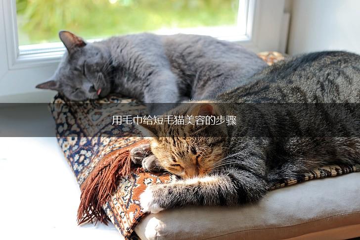 用毛巾给短毛猫美容的步骤,第1张 用毛巾给短毛猫美容的步骤,第1张