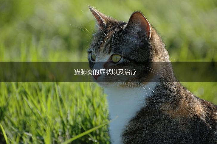 猫肺炎的症状以及治疗,第1张 猫肺炎的症状以及治疗,第1张