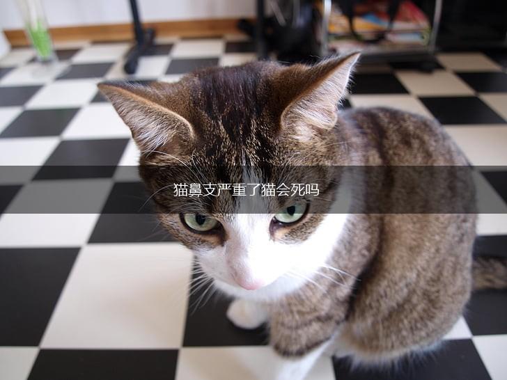 猫鼻支严重了猫会死吗,第1张