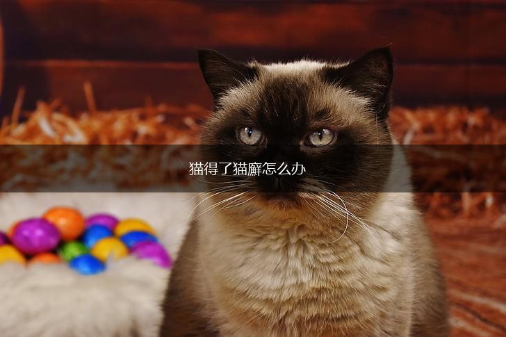 猫得了猫廯怎么办,第1张 猫得了猫廯怎么办,第1张