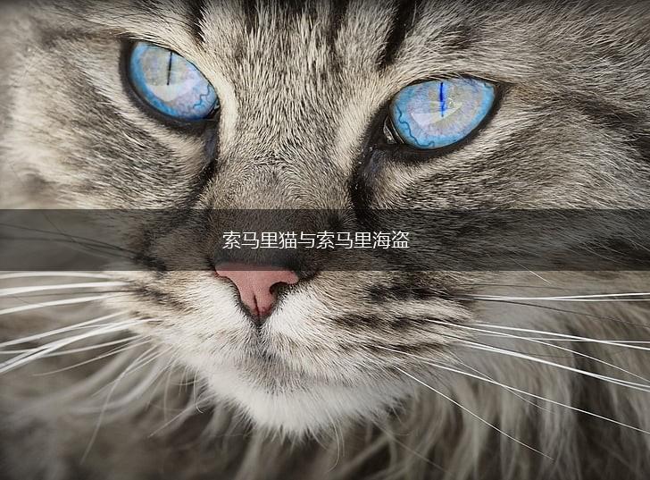 索马里猫与索马里海盗,第1张