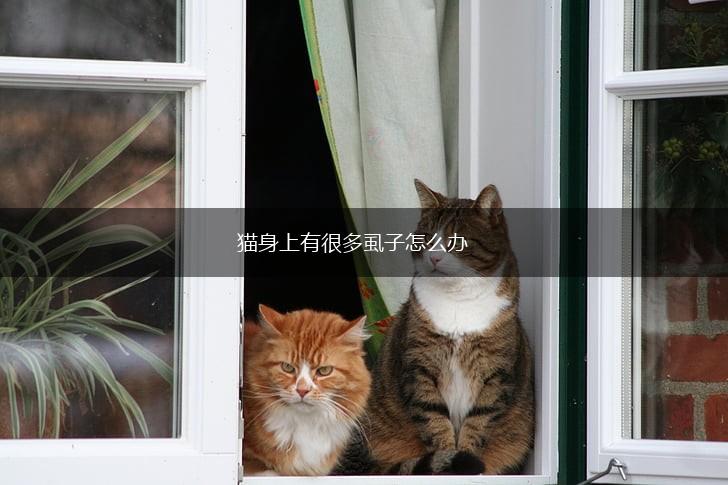 猫身上有很多虱子怎么办,第1张 猫身上有很多虱子怎么办,第1张