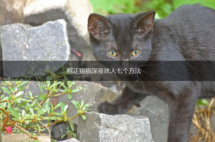 纠正猫猫深夜扰人七个方法,第1张