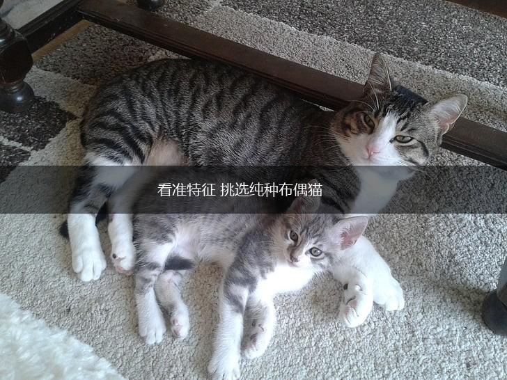 看准特征 挑选纯种布偶猫,第1张