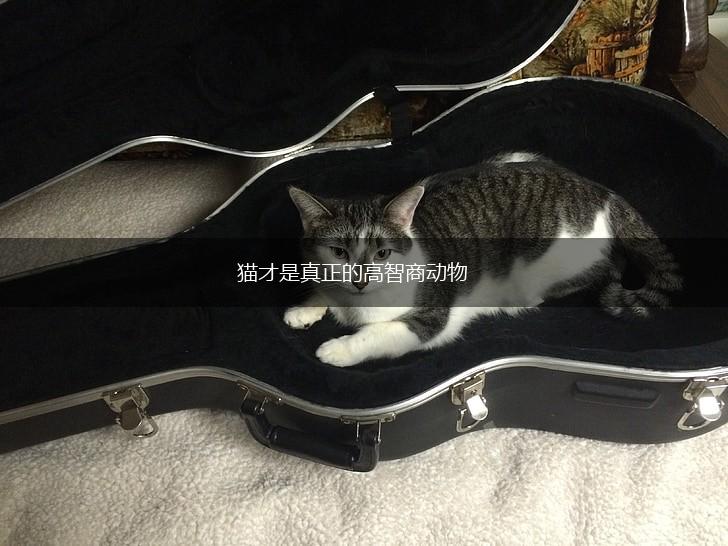猫才是真正的高智商动物,第1张 猫才是真正的高智商动物,第1张