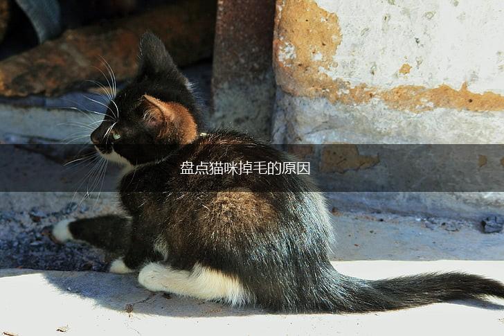 盘点猫咪掉毛的原因,第1张 盘点猫咪掉毛的原因,第1张