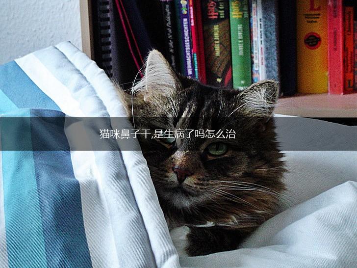 猫咪鼻子干,是生病了吗怎么治,第1张 猫咪鼻子干,是生病了吗怎么治,第1张