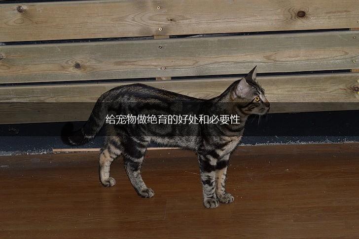 给宠物做绝育的好处和必要性,第1张 给宠物做绝育的好处和必要性,第1张