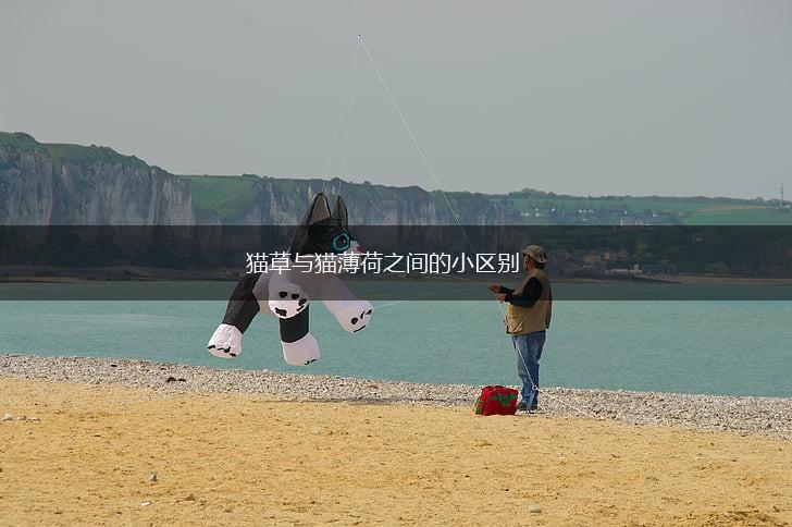 猫草与猫薄荷之间的小区别,第1张
