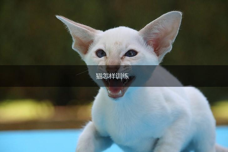 猫怎样训练,第1张 猫怎样训练,第1张