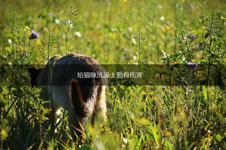 给猫咪洗澡太勤有伤害,第1张 给猫咪洗澡太勤有伤害,第1张