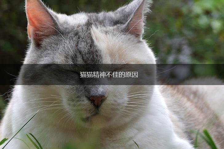 猫猫精神不佳的原因,第1张 猫猫精神不佳的原因,第1张