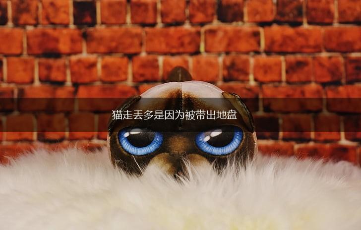 猫走丢多是因为被带出地盘,第1张