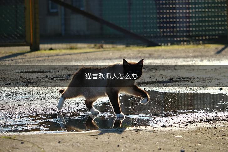 猫喜欢抓人怎么办,第1张 猫喜欢抓人怎么办,第1张