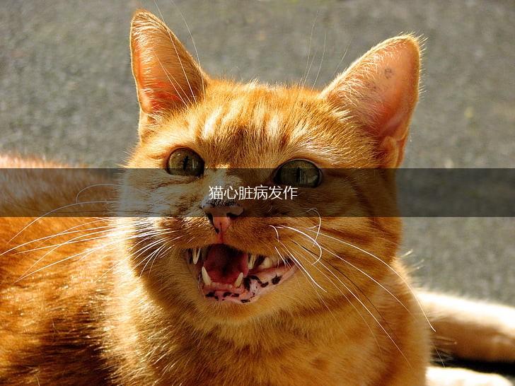 猫心脏病发作,第1张 猫心脏病发作,第1张