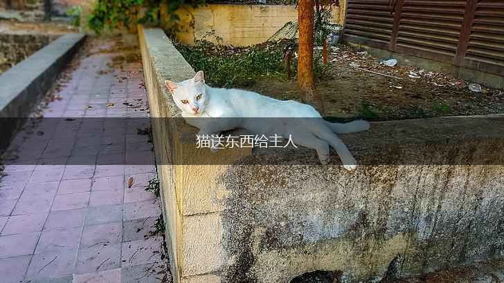 猫送东西给主人,第1张