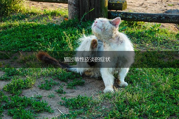 猫过敏性皮炎的症状,第1张