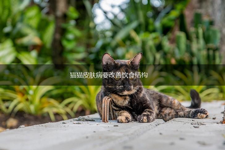 猫猫皮肤病要改善饮食结构,第1张 猫猫皮肤病要改善饮食结构,第1张