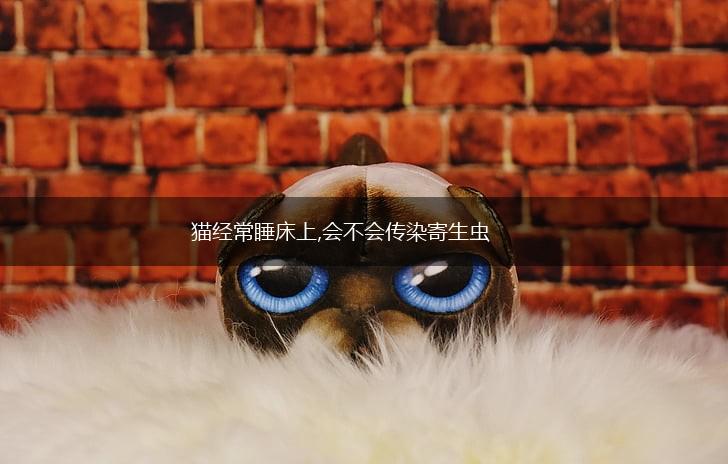 猫经常睡床上,会不会传染寄生虫,第1张