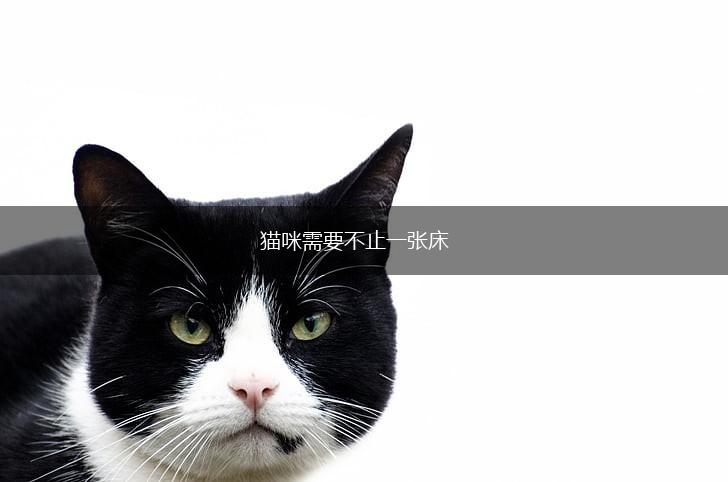 猫咪需要不止一张床,第1张 猫咪需要不止一张床,第1张
